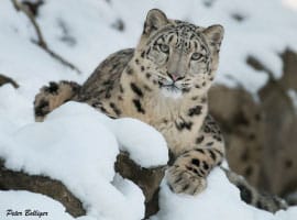 How Snow Leopards Selfies and AI Can Help Save the Species from Extinction